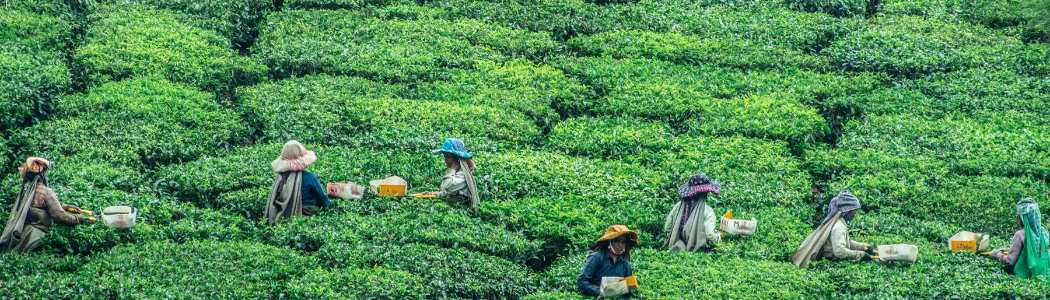 Group of workers in tea field