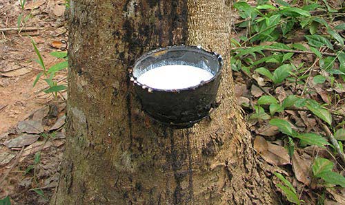 African tree with bowl attached collecting sap
