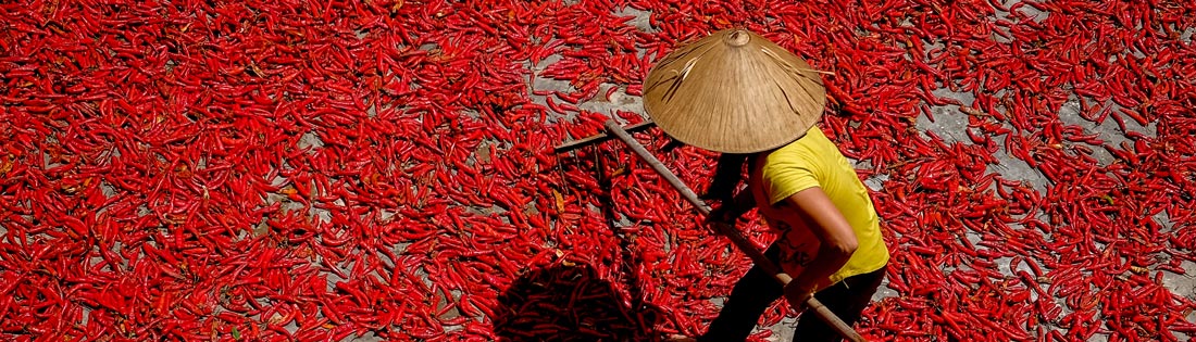 Farmer lay out hot peppers on a road to dry under the sun in Nghe An province