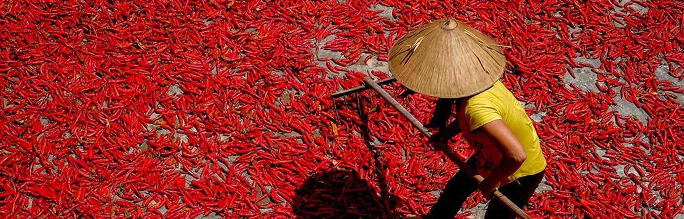 Farmer lay out hot peppers on a road to dry under the sun in Nghe An province