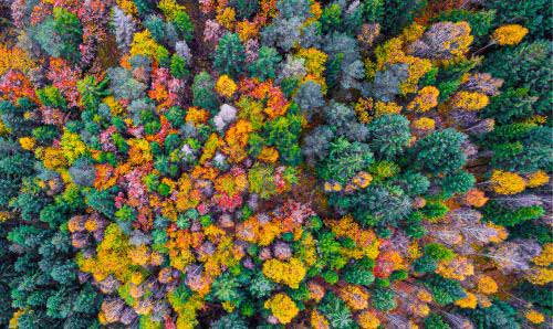 Aerial view of an autumnal forest