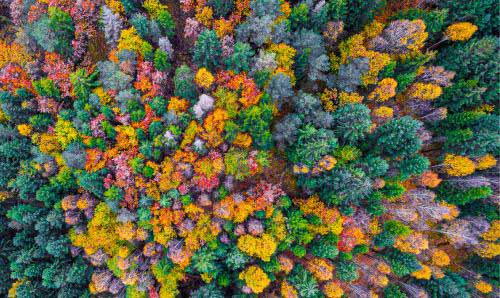 Forest from above