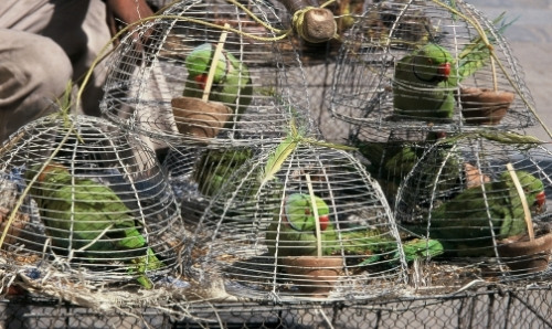 Green parrots in cages.
