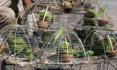 Parakeets in cages