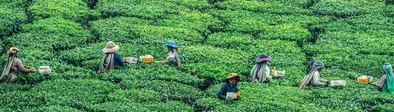 Tea farmers in Nelliyampathy, Kerala, India