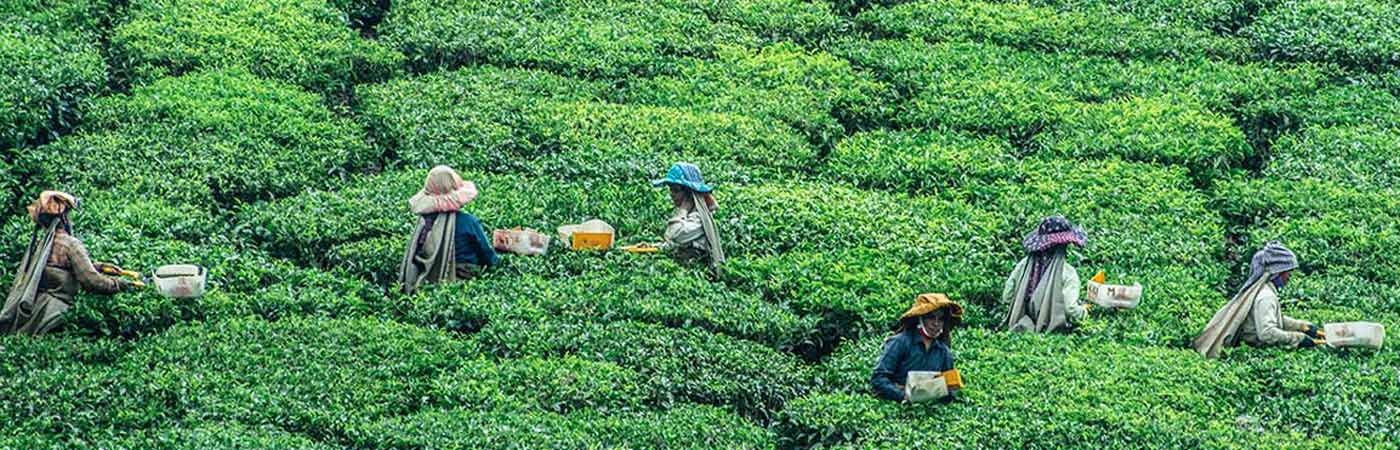 Tea farmers in Nelliyampathy, Kerala, India