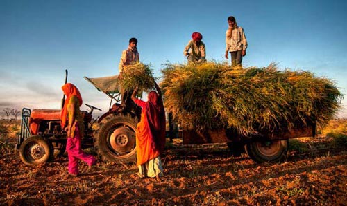 Men stood on a tractor full of harvested crops